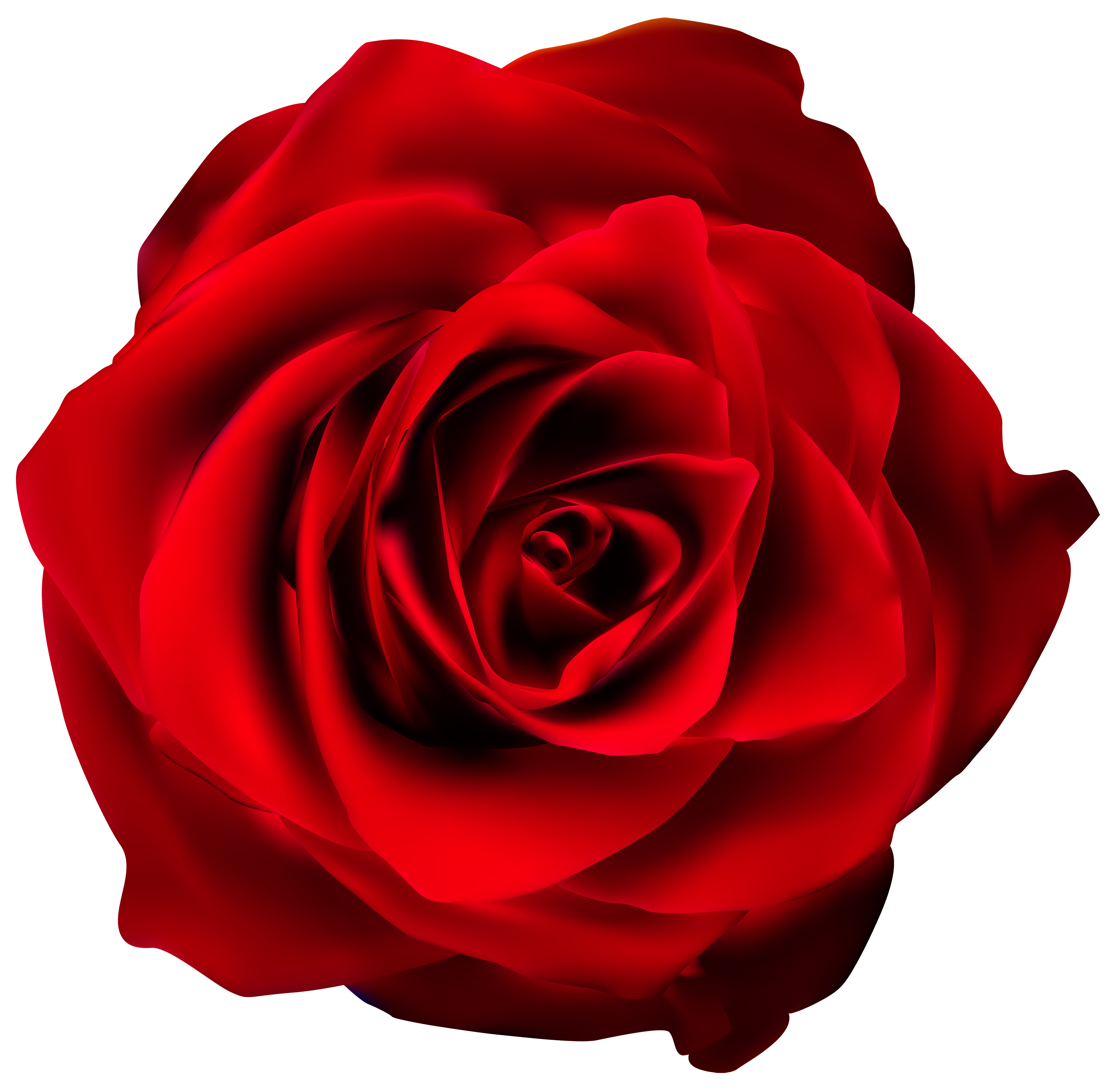 picture of red rose