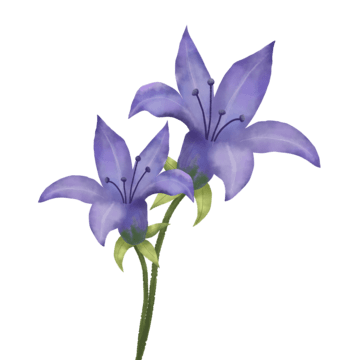 picture of blue violet