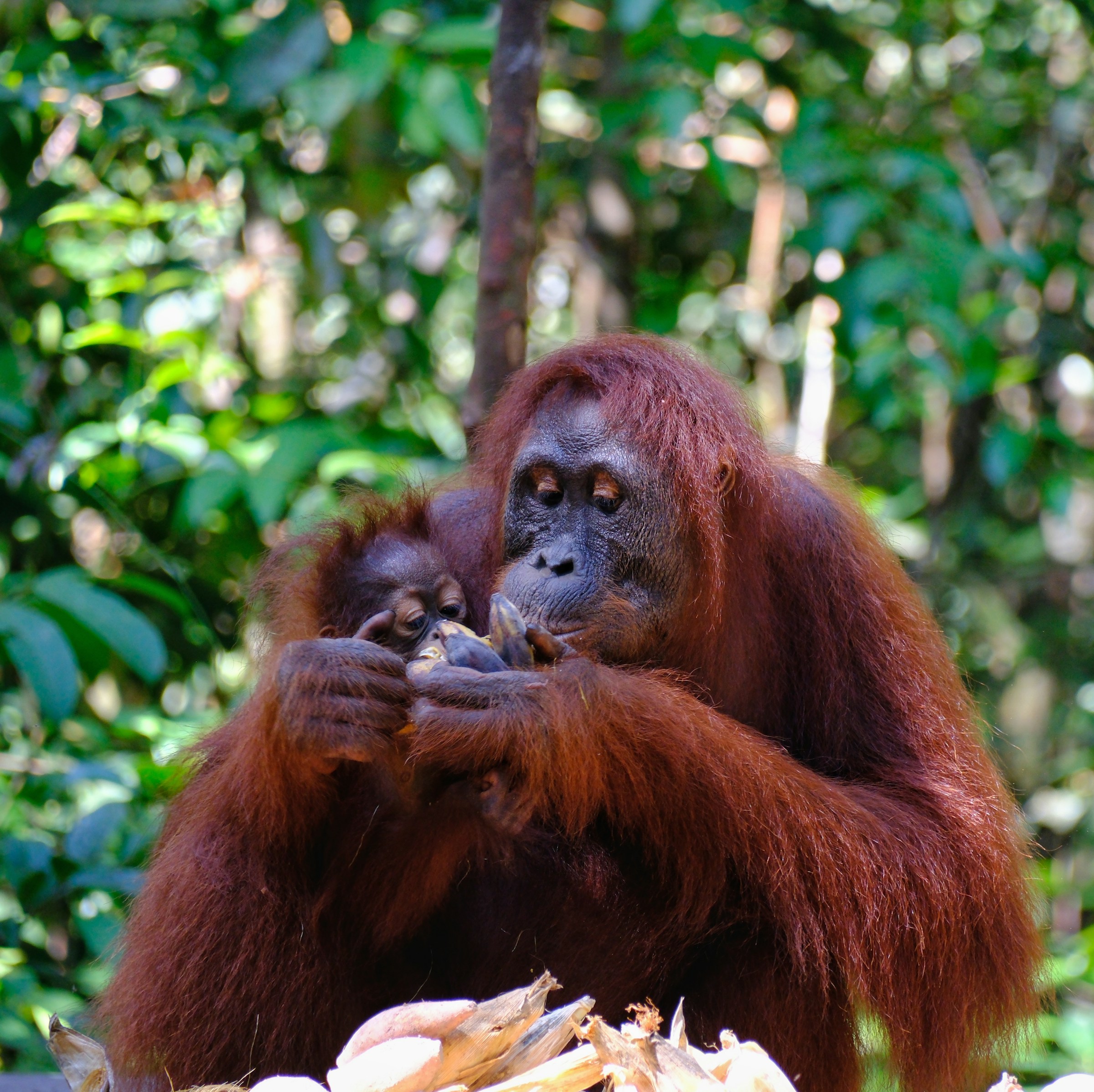 orangutan holding it's baby waving