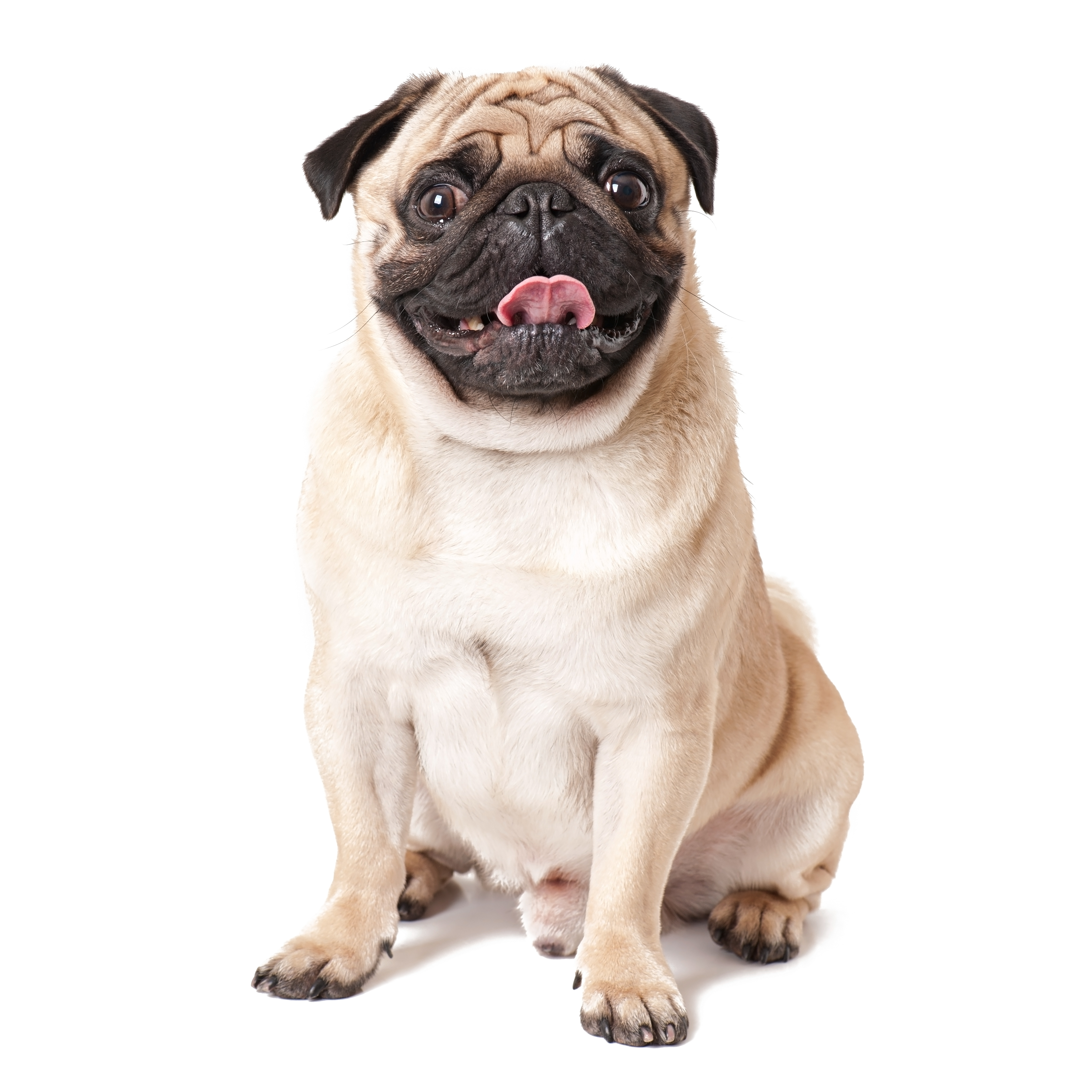 Pug sitting