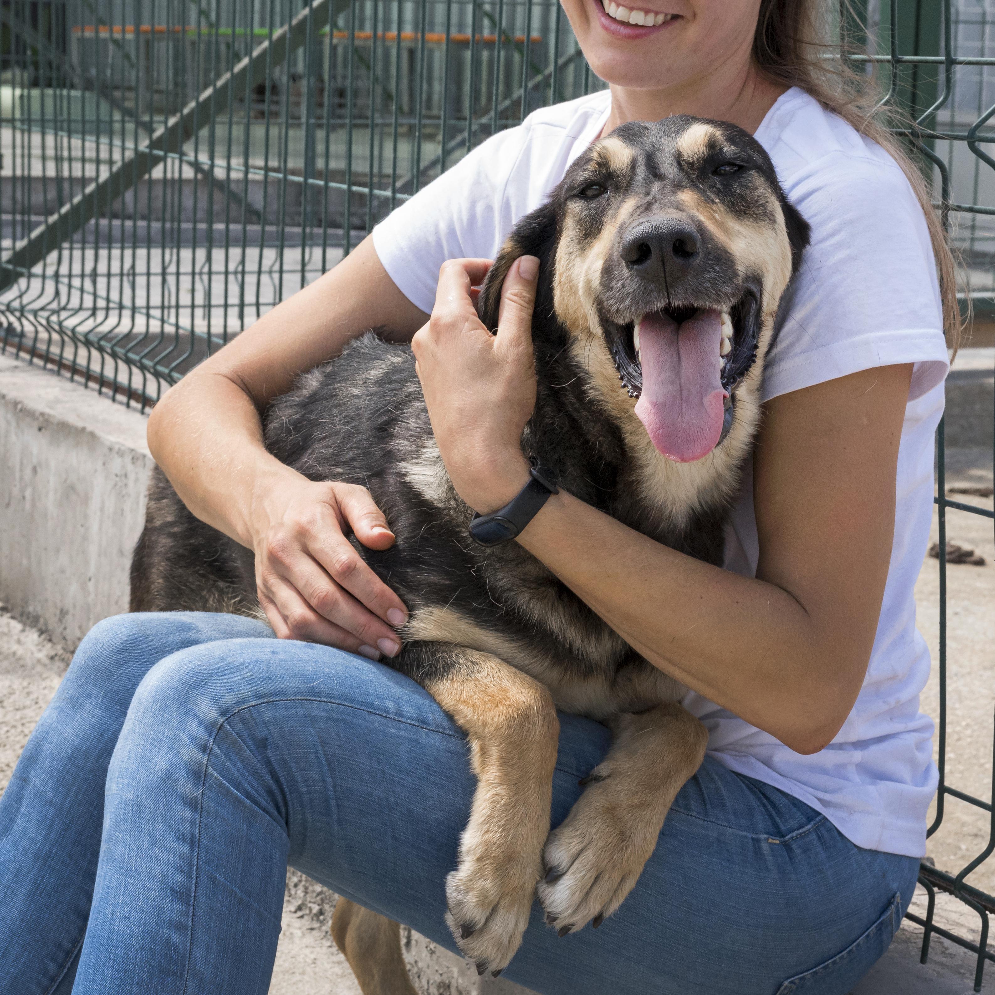 Dog sitting on woman's lap