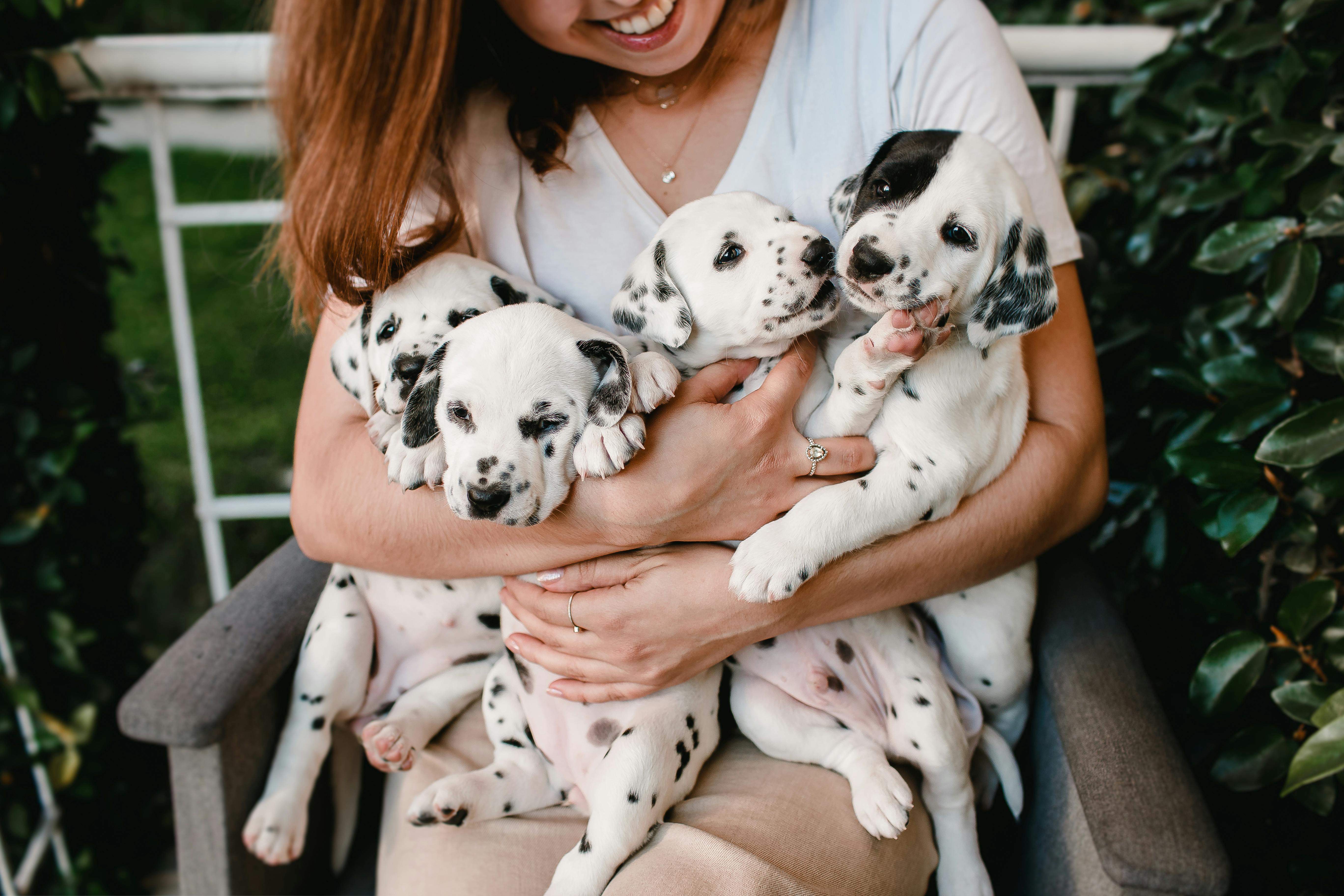 Dalmatian puppies being held