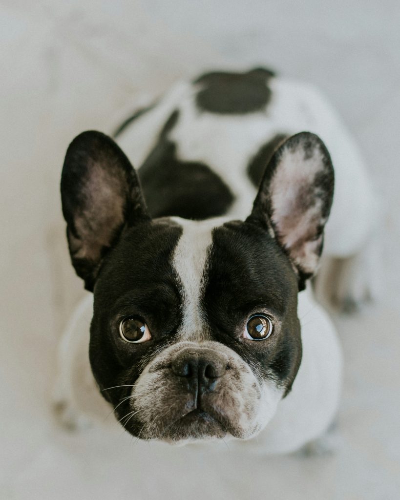 adult Boston terrier sitting on white surface